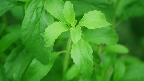 Stevia Plant