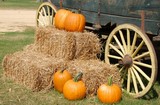 Pumpkin Wagon