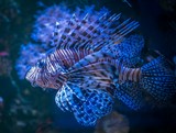 Lion Fish